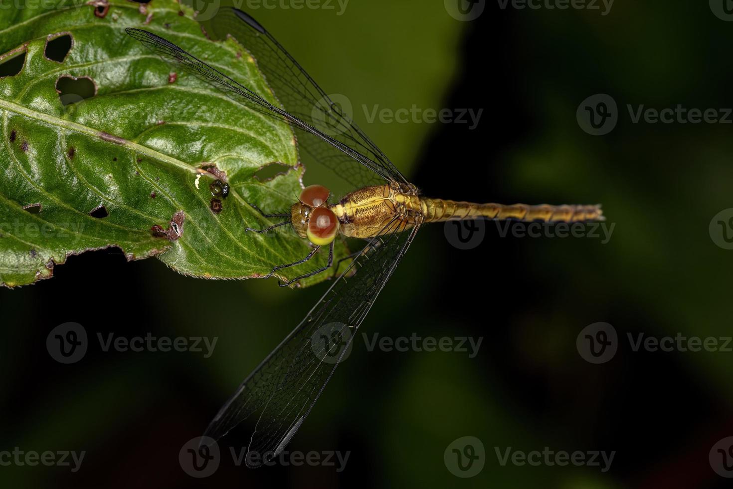 insecte dragonlette adulte photo