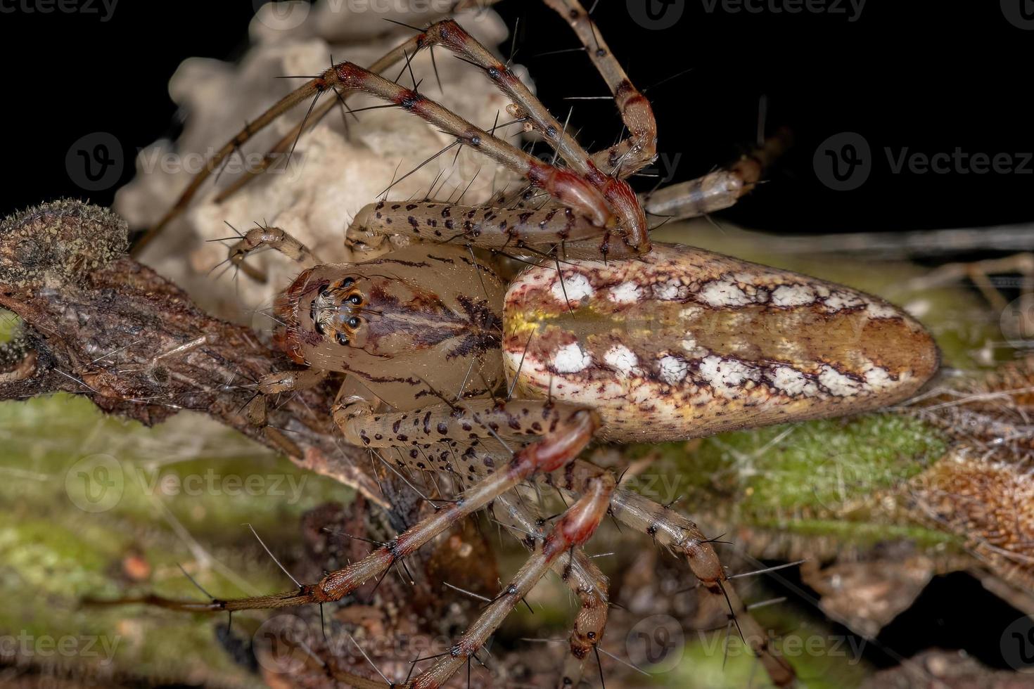 araignée lynx femelle adulte photo