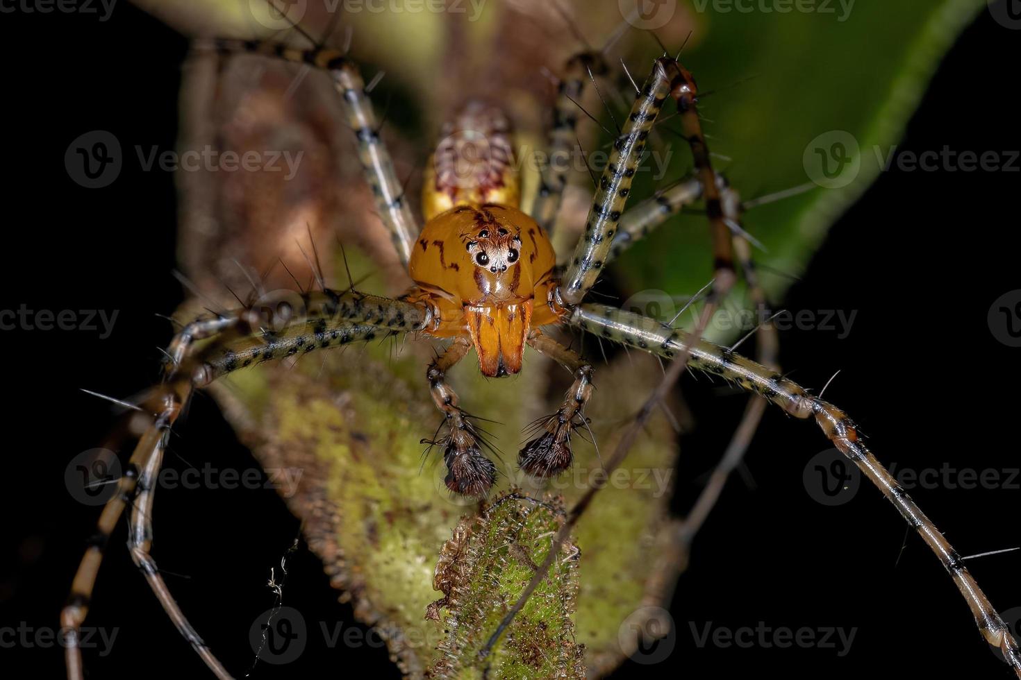 araignée lynx mâle adulte photo
