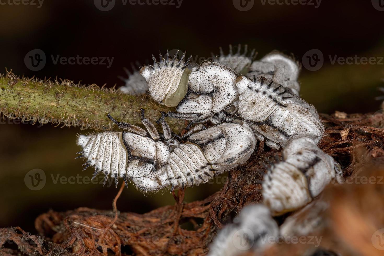 nymphes typiques des cicadelles des arbres photo