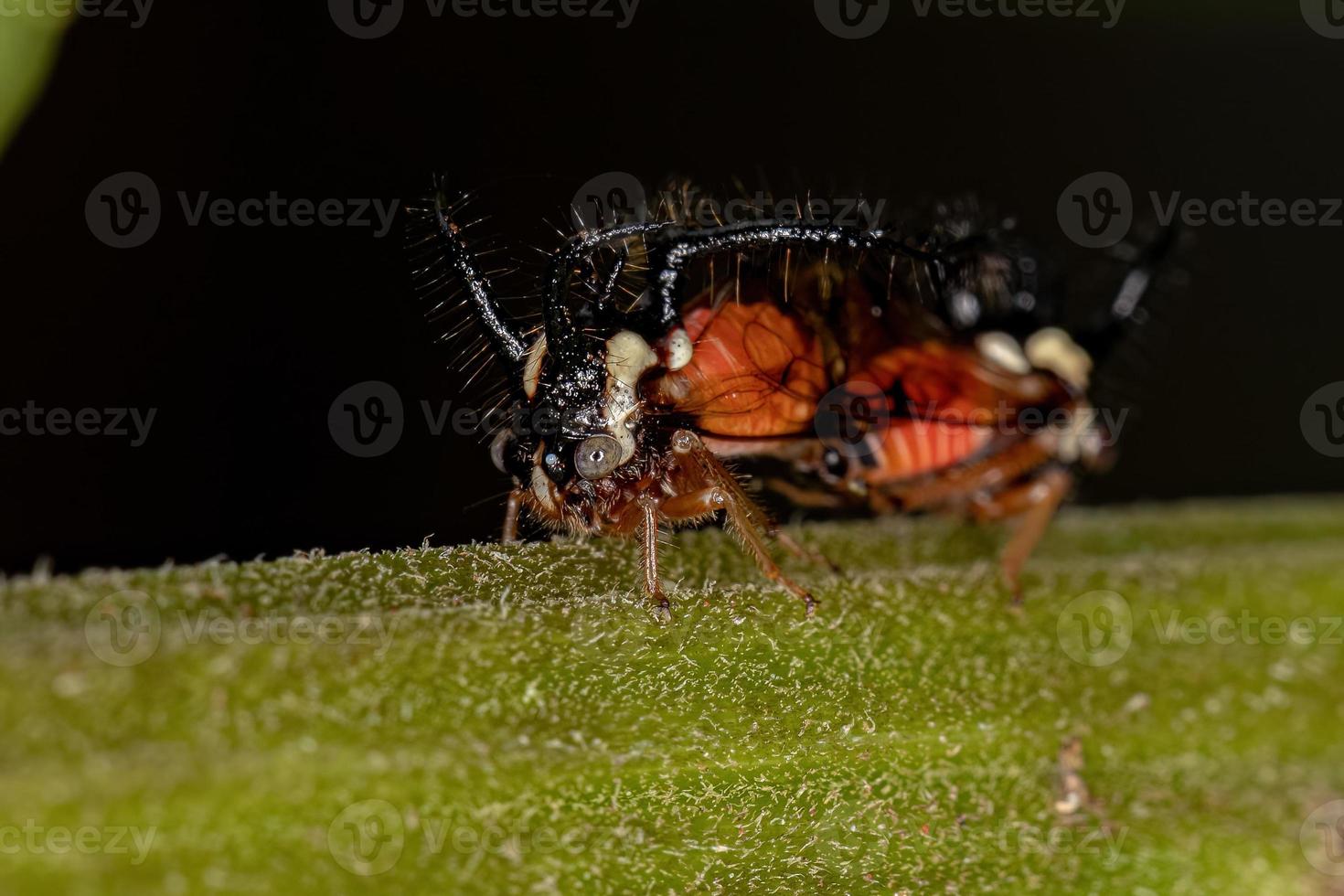 insecte cicadelle adulte photo