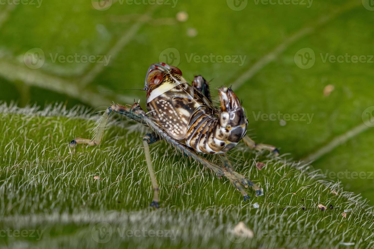 nymphe de cicadelle typique photo