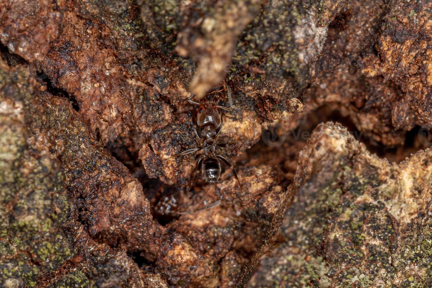 fourmi cecropia adulte photo