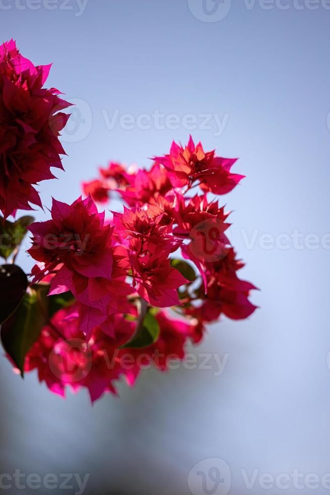 fond floral de fleurs rouges photo