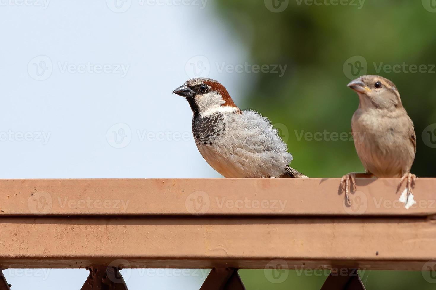 moineau domestique adulte photo