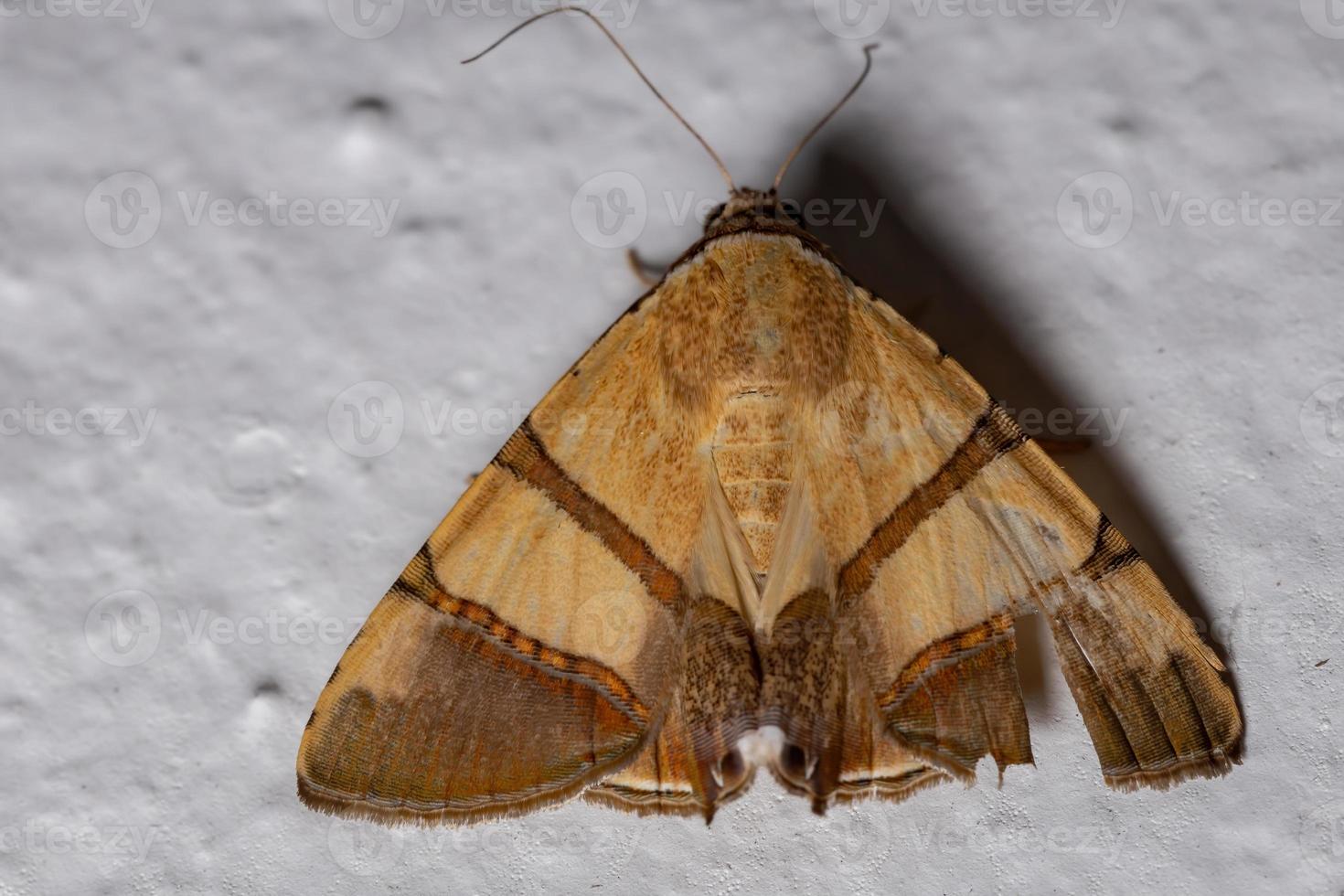 papillon de nuit brésilien photo