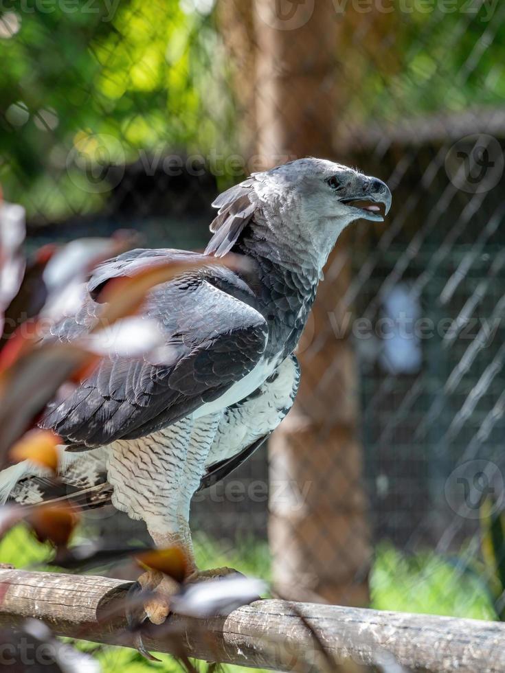 animal aigle harpie photo