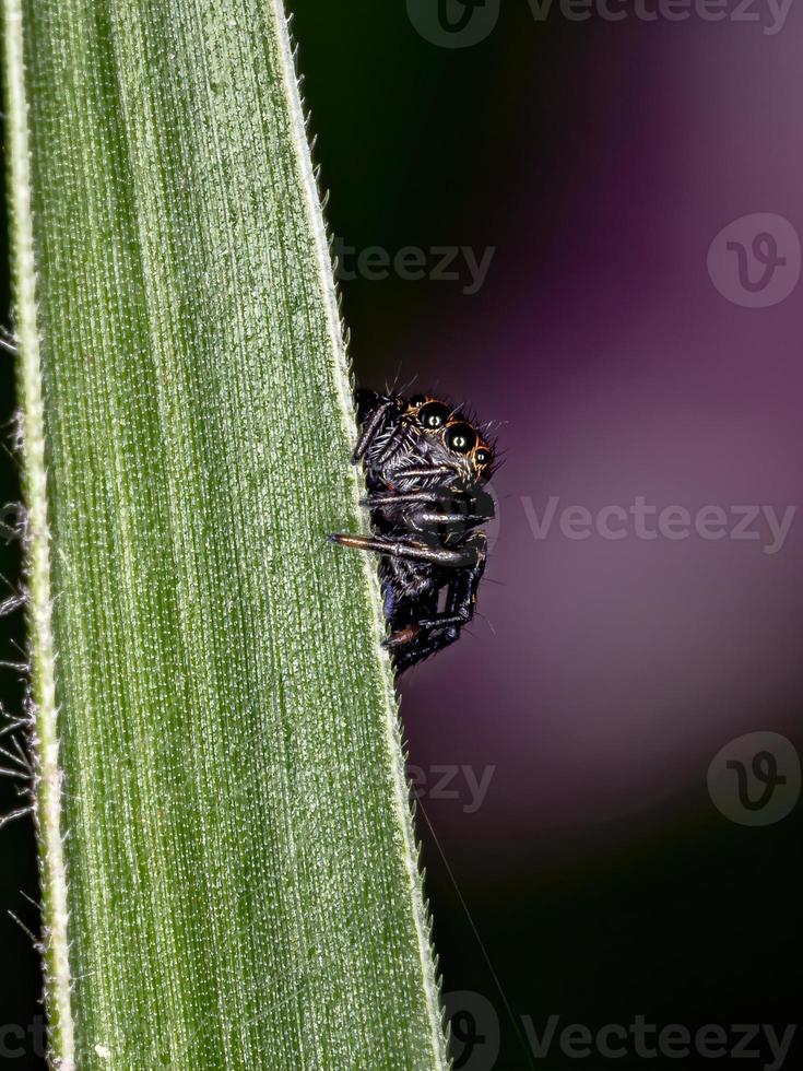 petite araignée sauteuse photo