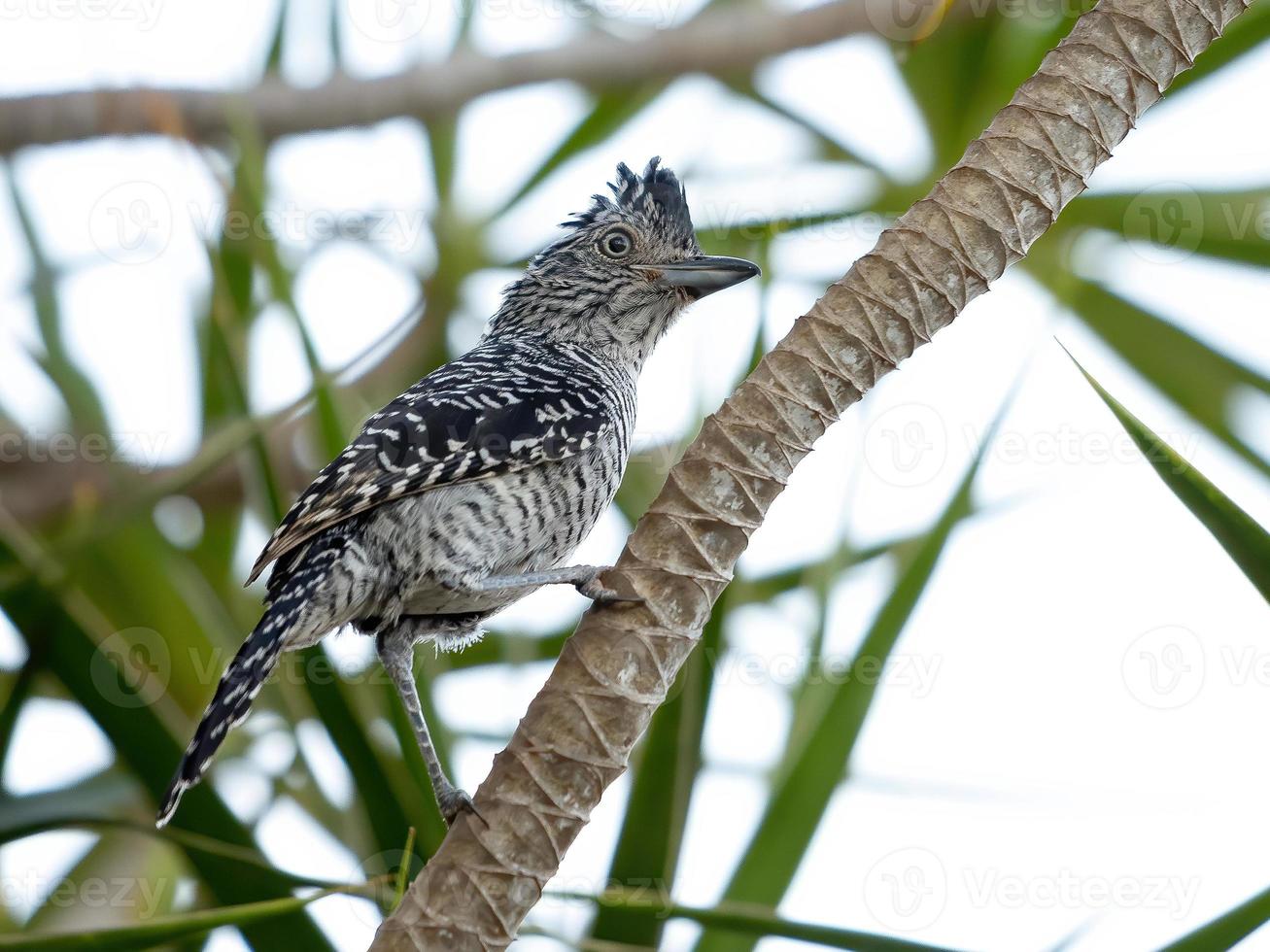 Antshrike barré mâle du Brésil photo