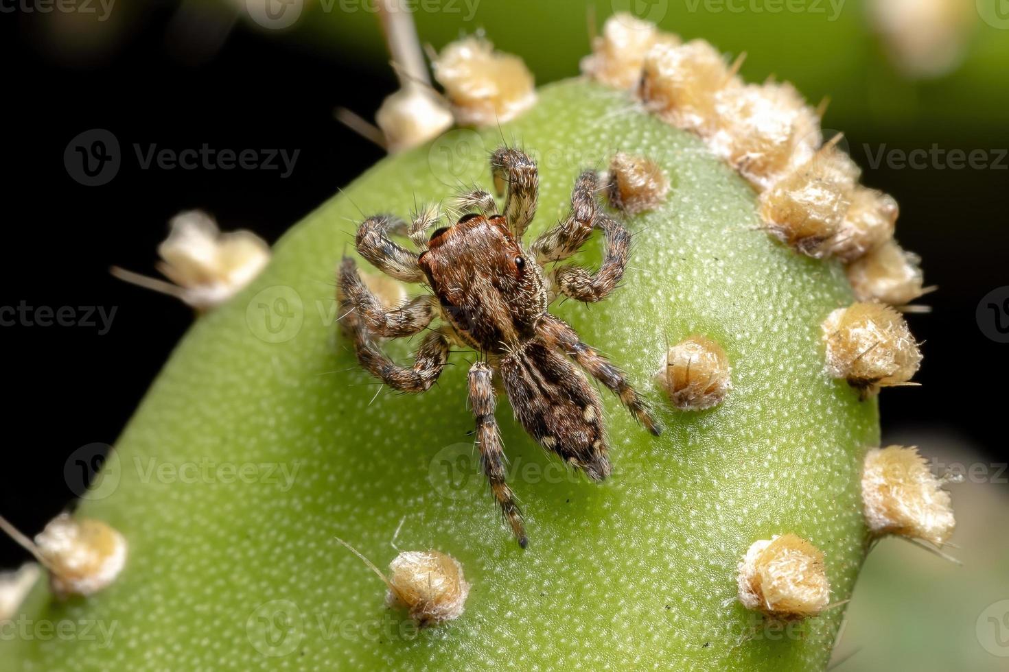 petite araignée sauteuse pantropicale photo