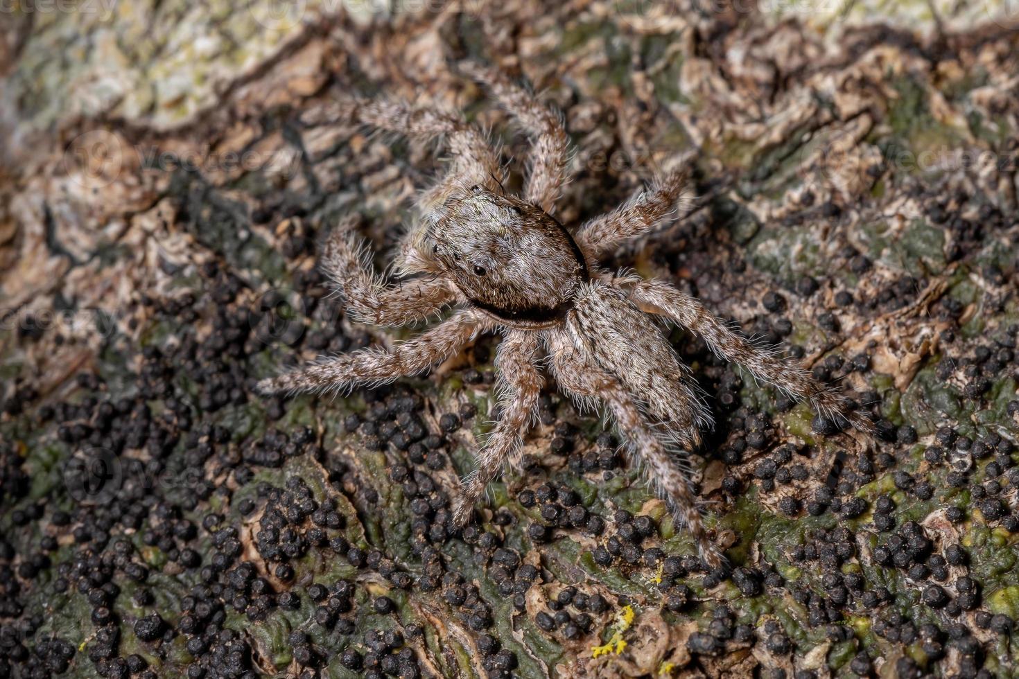 araignée sauteuse mâle adulte photo