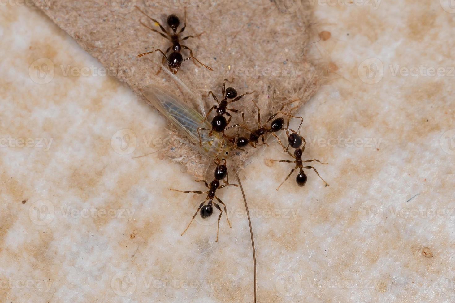 fourmis à grosse tête adultes s'attaquant à une petite cicadelle typique photo