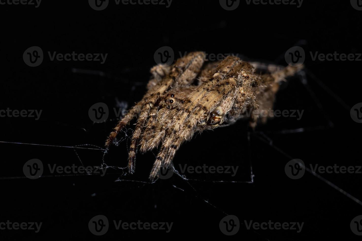 araignée orbweaver adulte photo