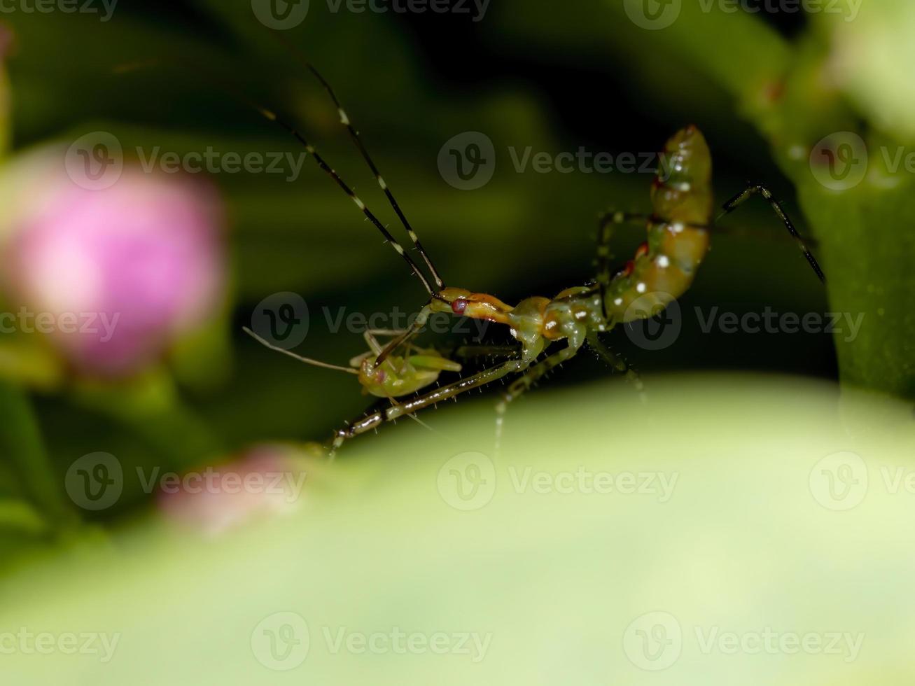 assassin bug nymphe photo