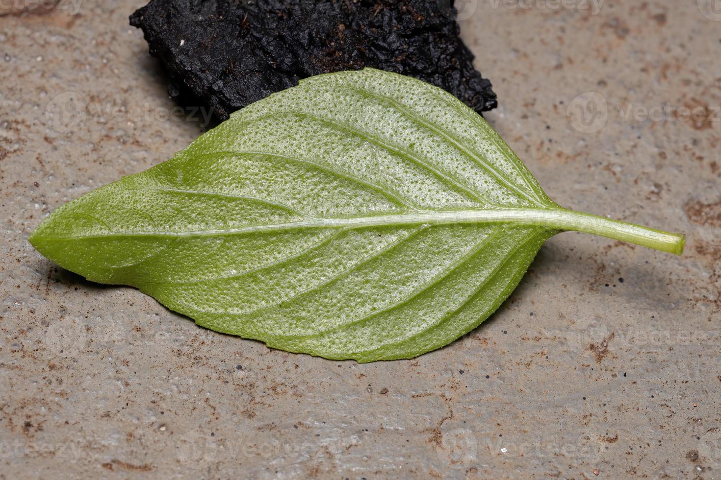 feuille de basilic doux photo