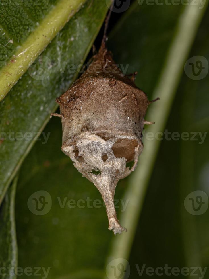 étui à œufs d'araignée longue filière photo