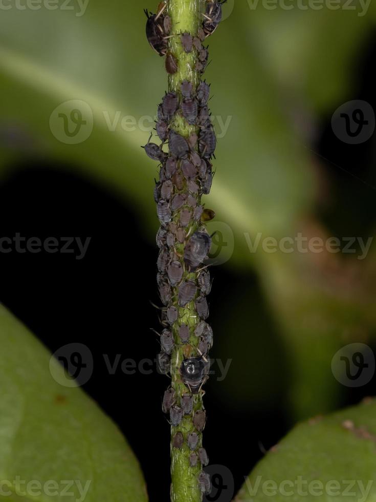 petits pucerons noirs photo