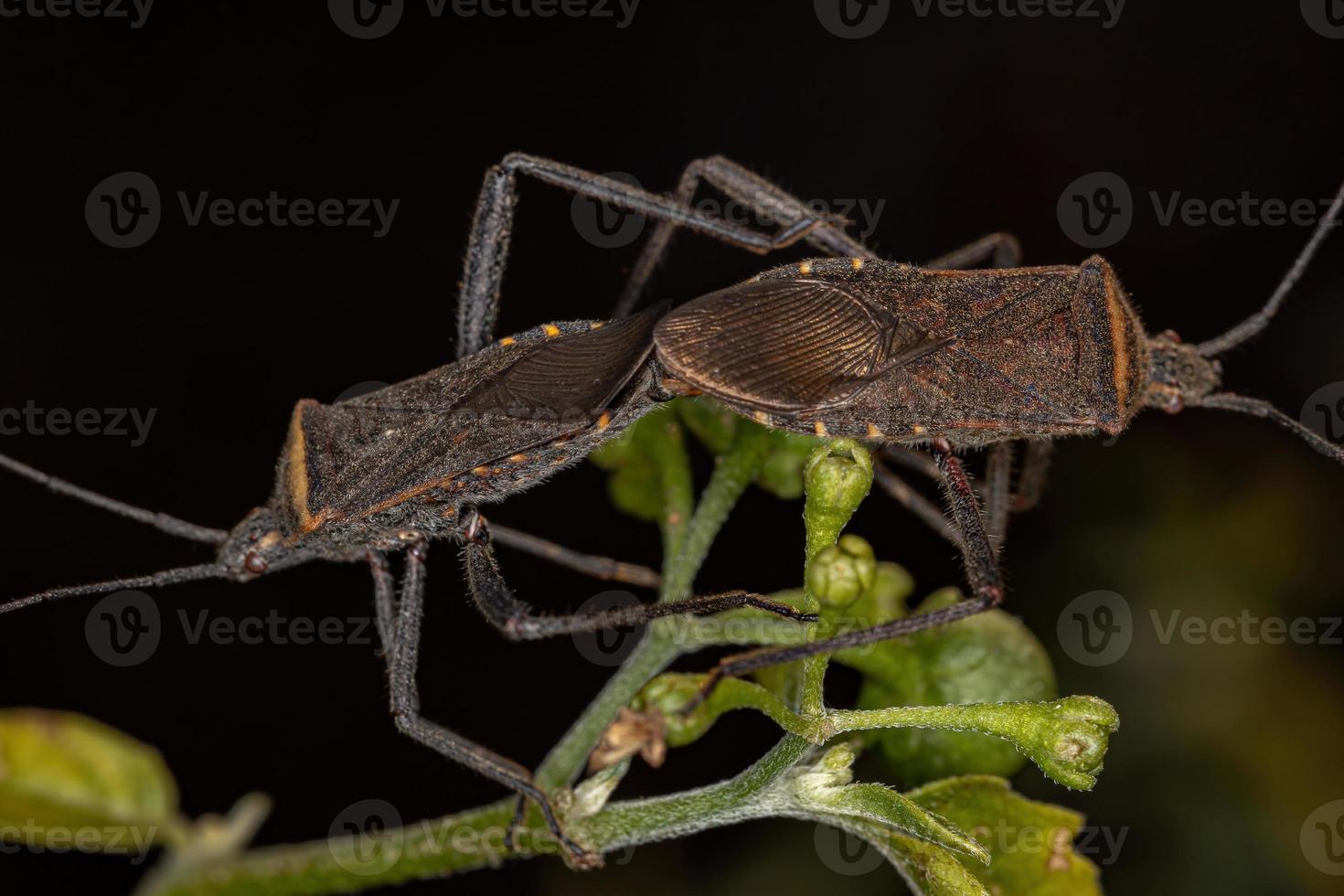 punaise à pieds feuille adulte photo