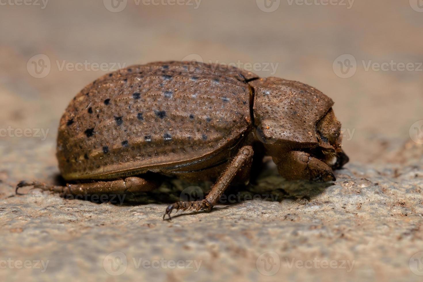 scarabée adulte photo