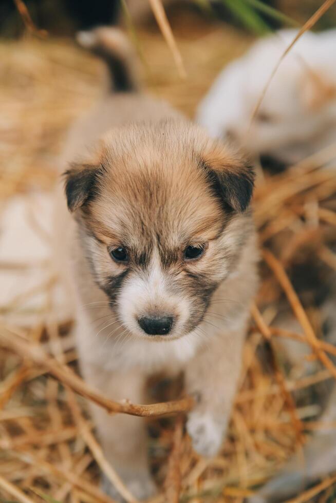 là sont beaucoup chiots dans le forêt photo