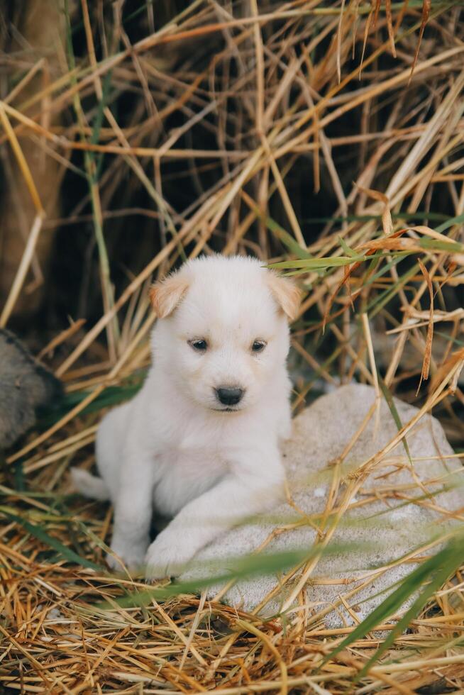 là sont beaucoup chiots dans le forêt photo