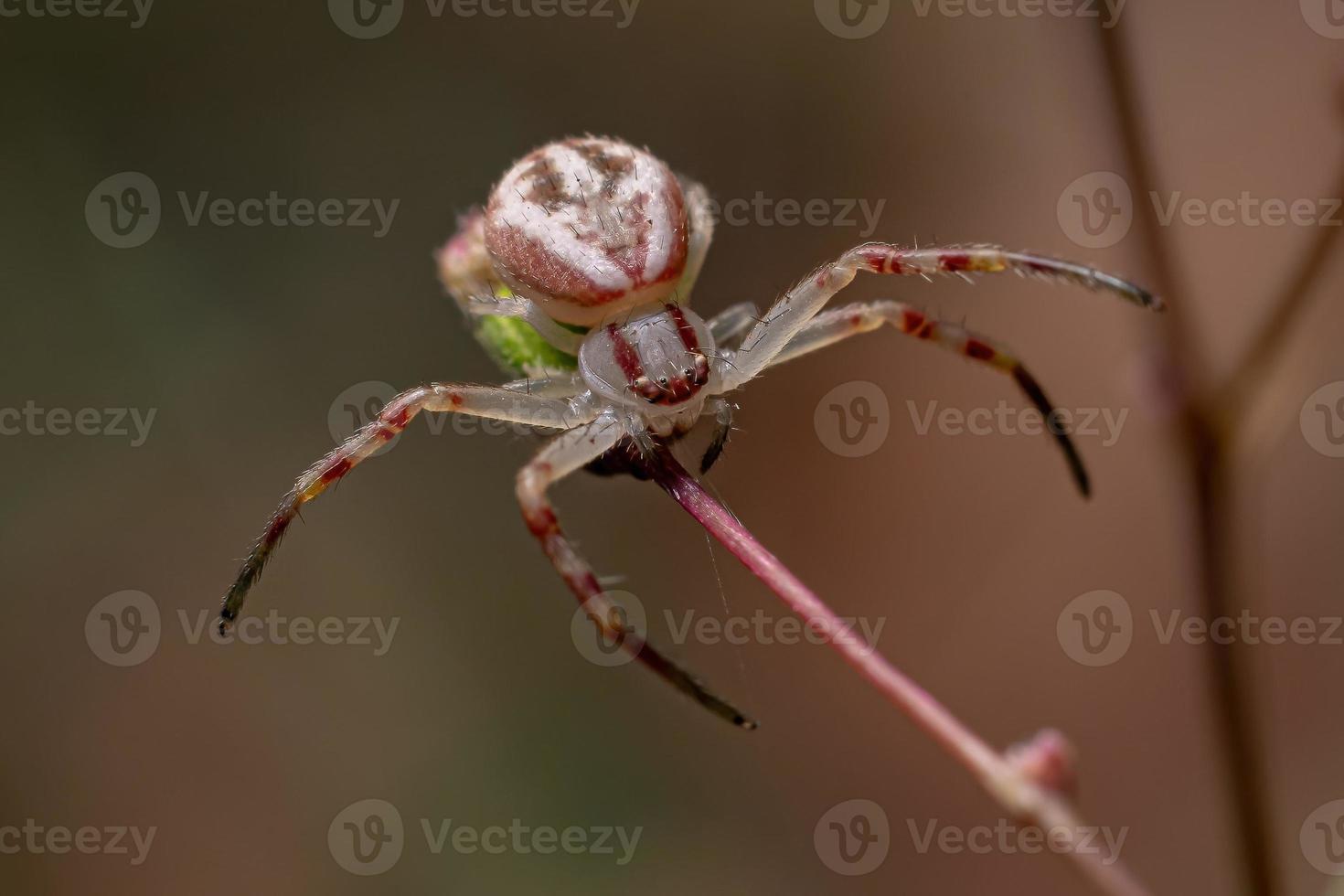 araignée crabe femelle adulte photo