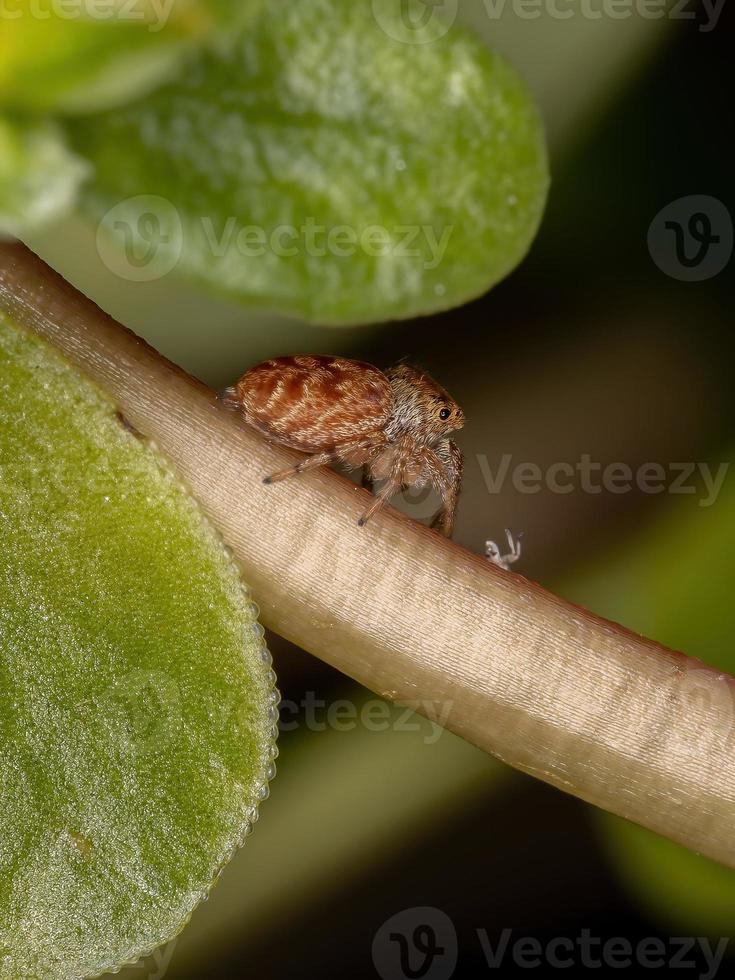 petite araignée sauteuse orange photo