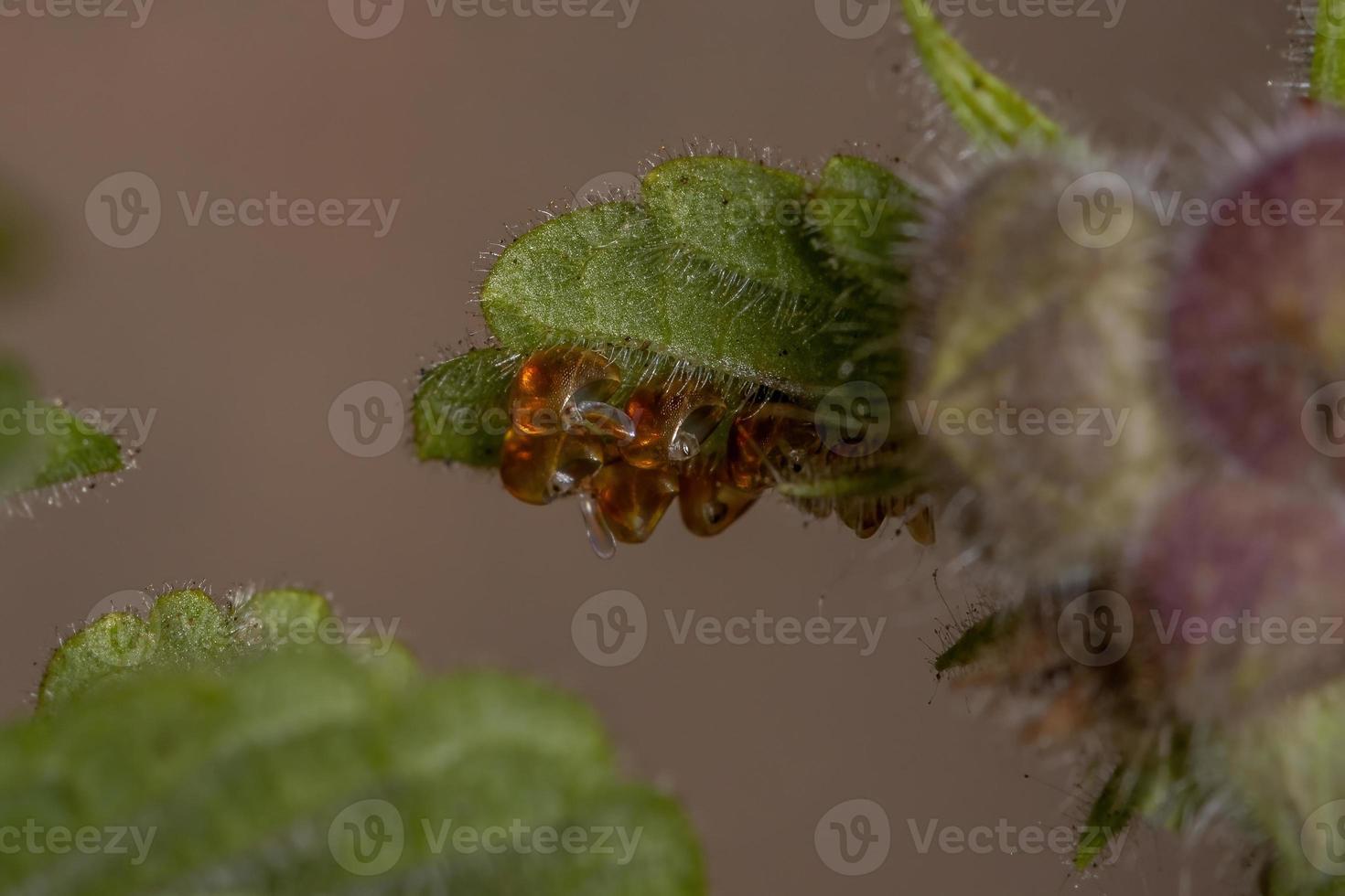 oeufs de vrais insectes oranges photo