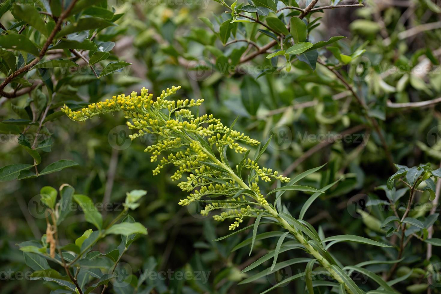 plante de verge d'or d'anis photo