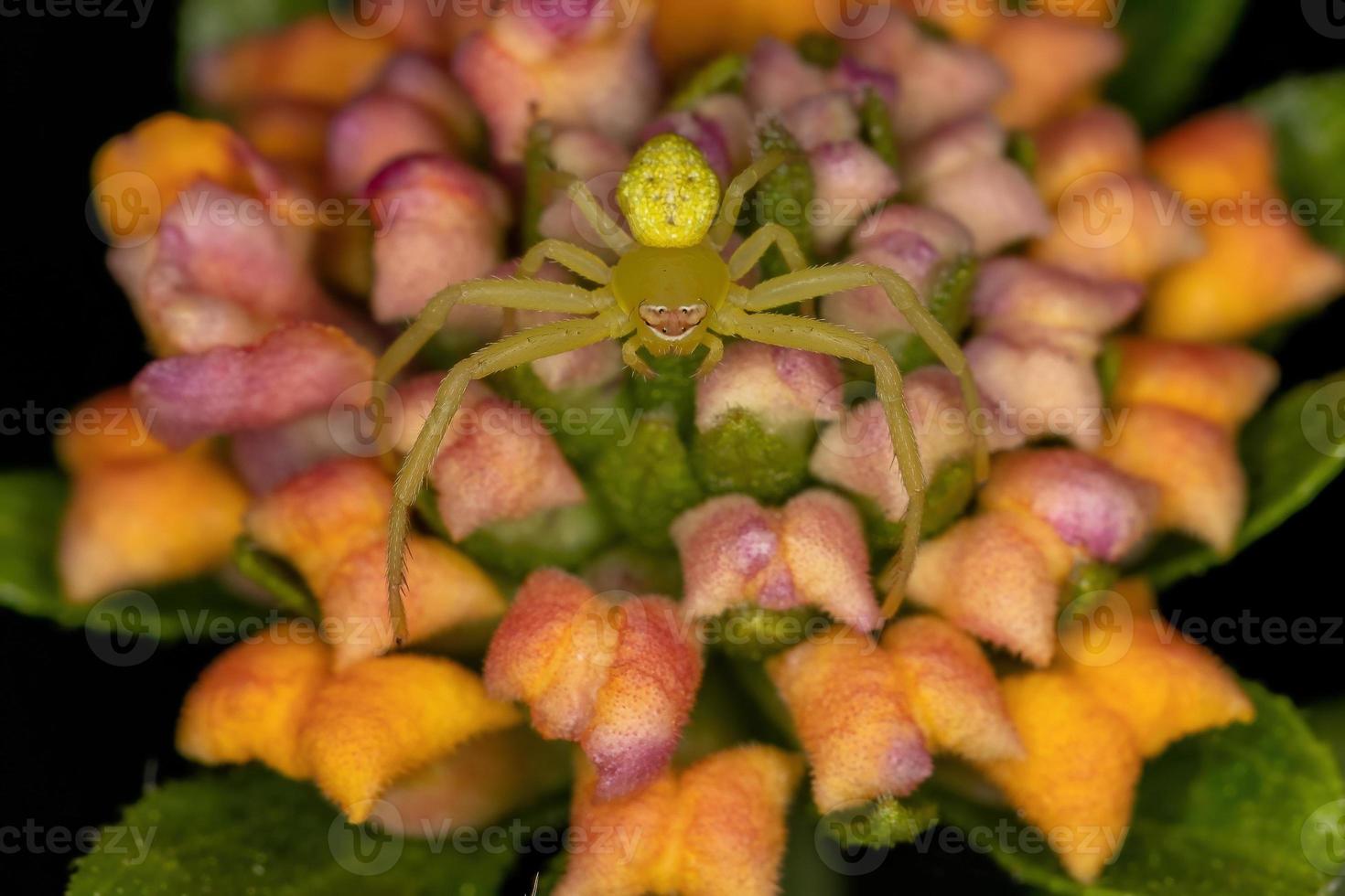 petite araignée crabe photo