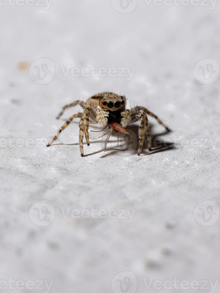 araignée sauteuse mur gris photo