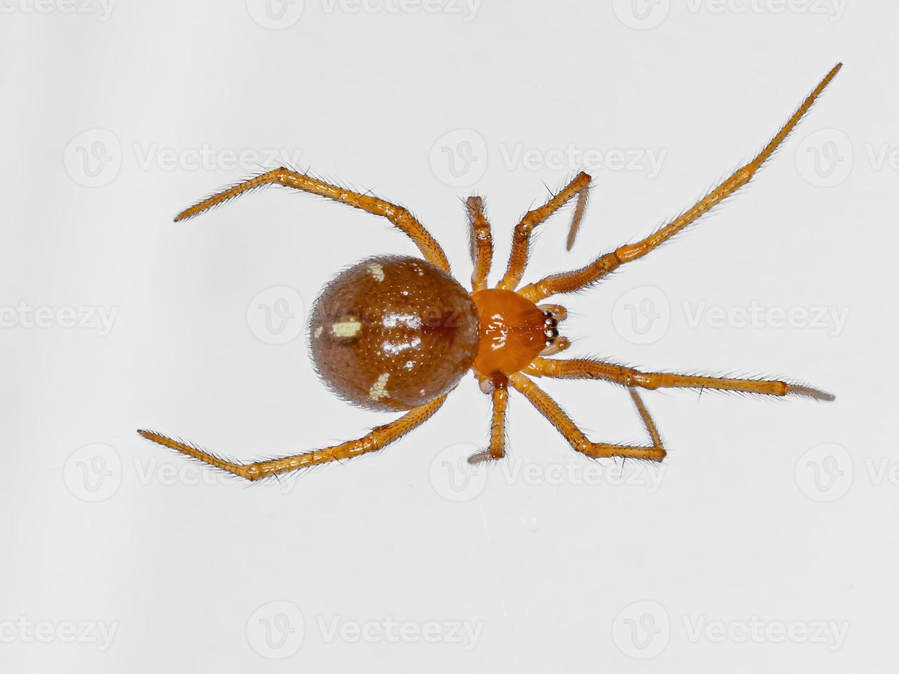 araignée de maison rouge photo