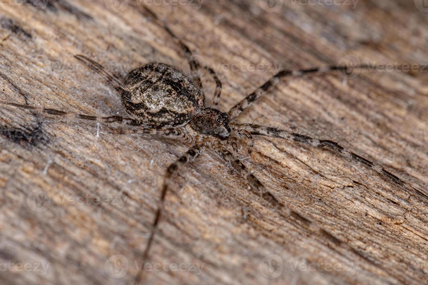 araignée longue filière adulte photo