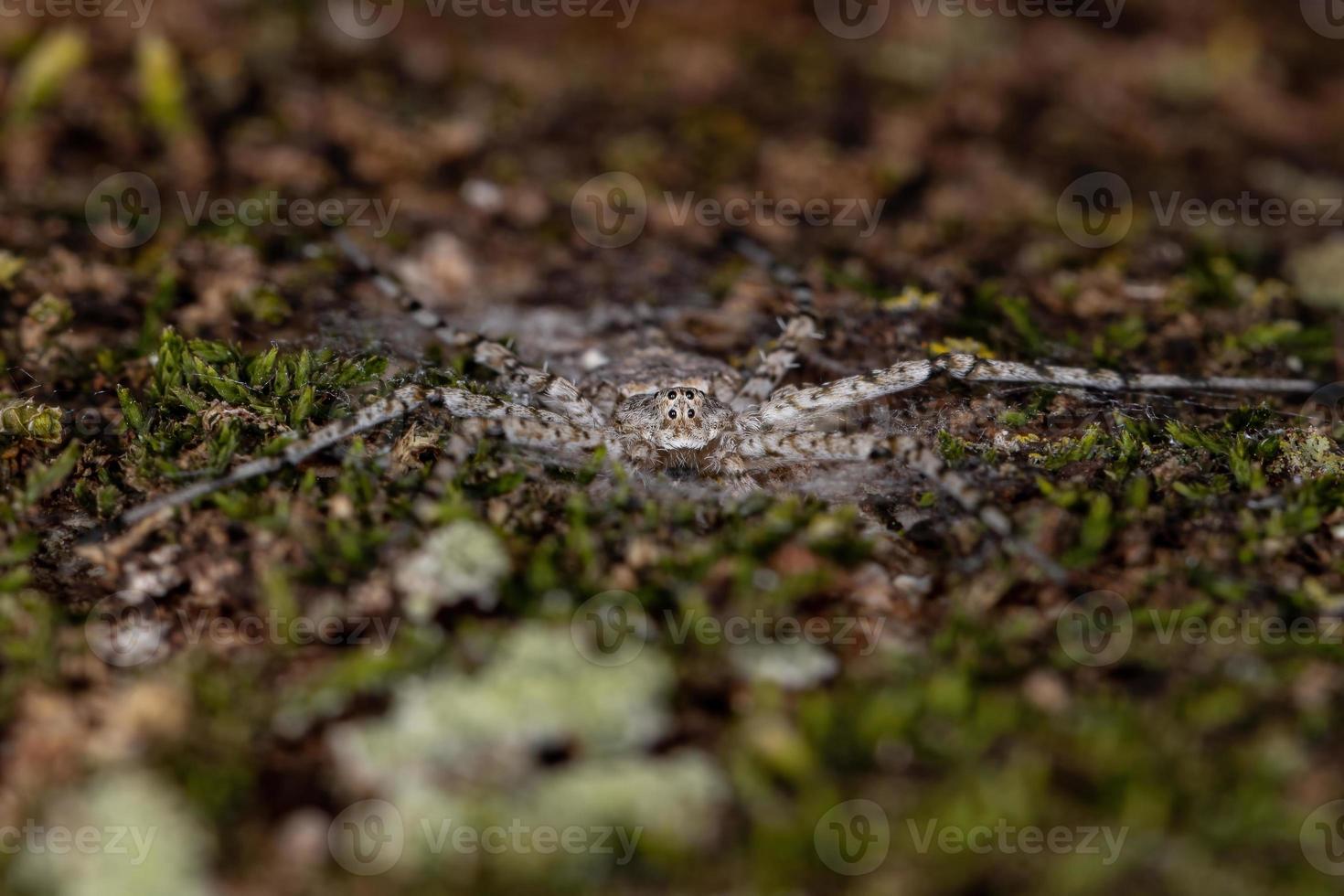 araignée longue filière adulte photo