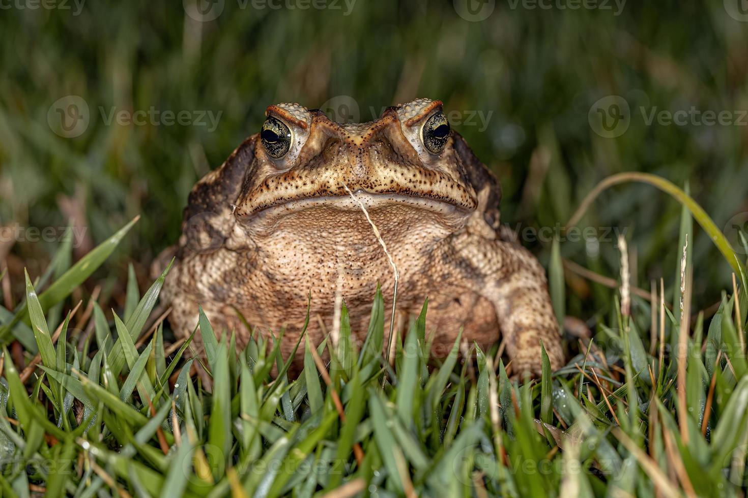 crapaud cururu adulte photo