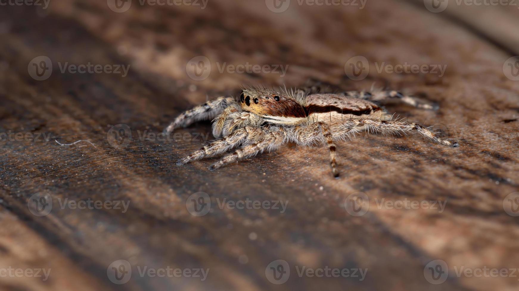 araignée sauteuse mur gris photo