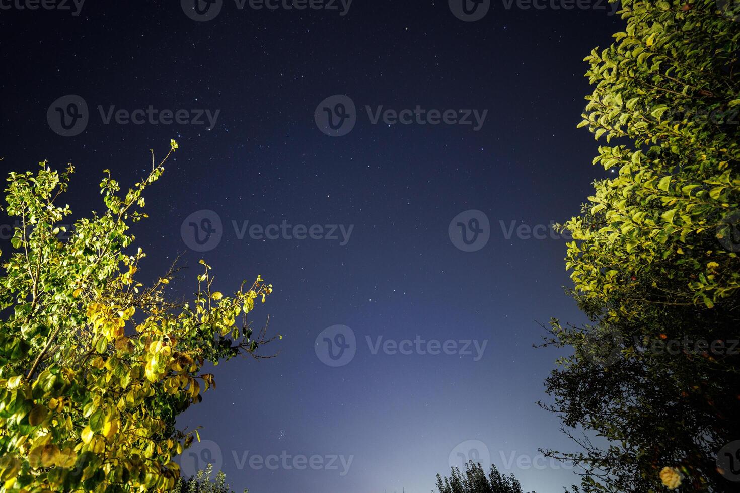 étoilé nuit ciel dans jardin, large angle Capturer dans zénith direction photo