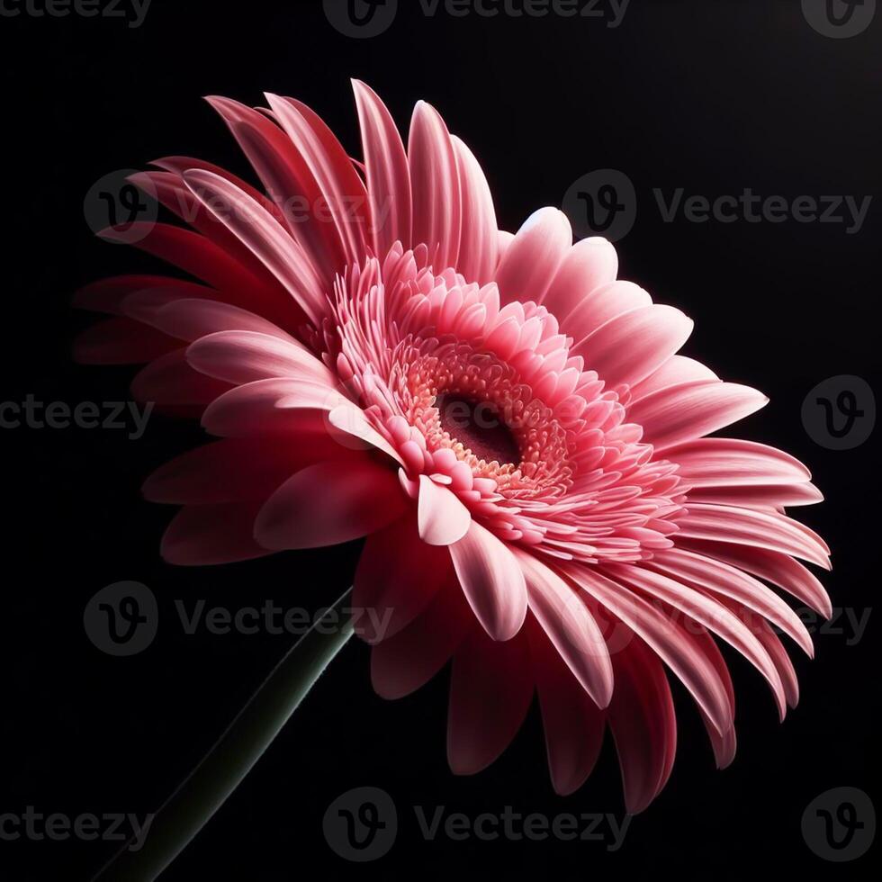 ai généré rose gerbera isolé sur noir Contexte. fleurs et les plantes dans printemps. photo