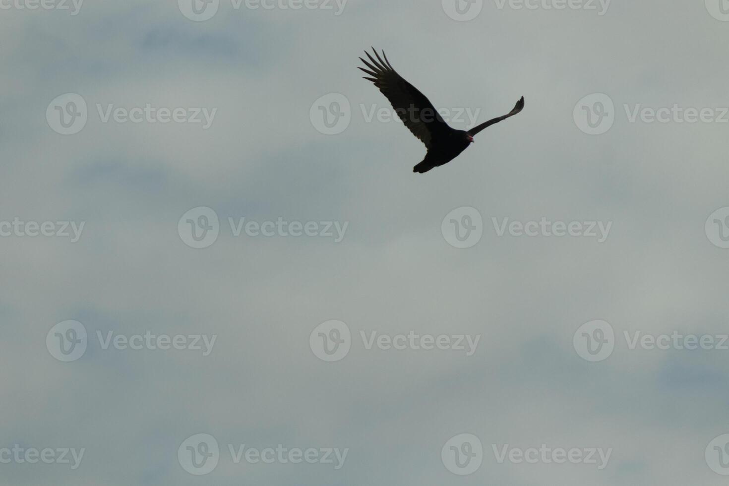 je l'amour le Regardez de cette magnifique buse encerclant dans le ciel. cette est une dinde vautour. le longue noir à plumes ailes étiré en dehors à glisser. le petit rouge tête donner cette oiseau le nom. photo