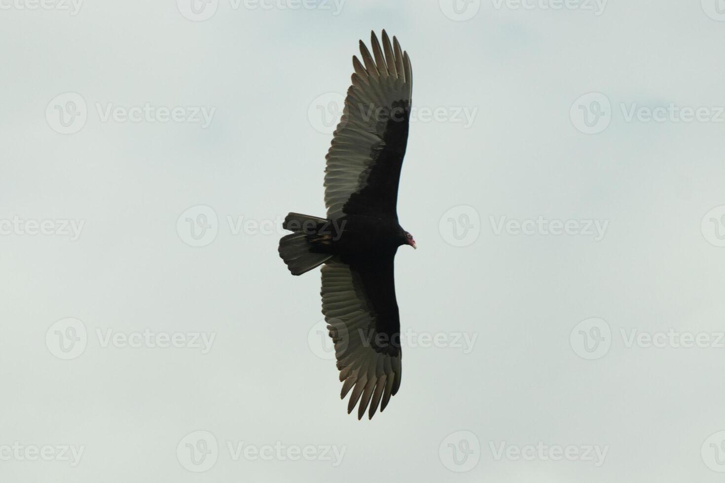 je l'amour le Regardez de cette magnifique buse encerclant dans le ciel. cette est une dinde vautour. le longue noir à plumes ailes étiré en dehors à glisser. le petit rouge tête donner cette oiseau le nom. photo