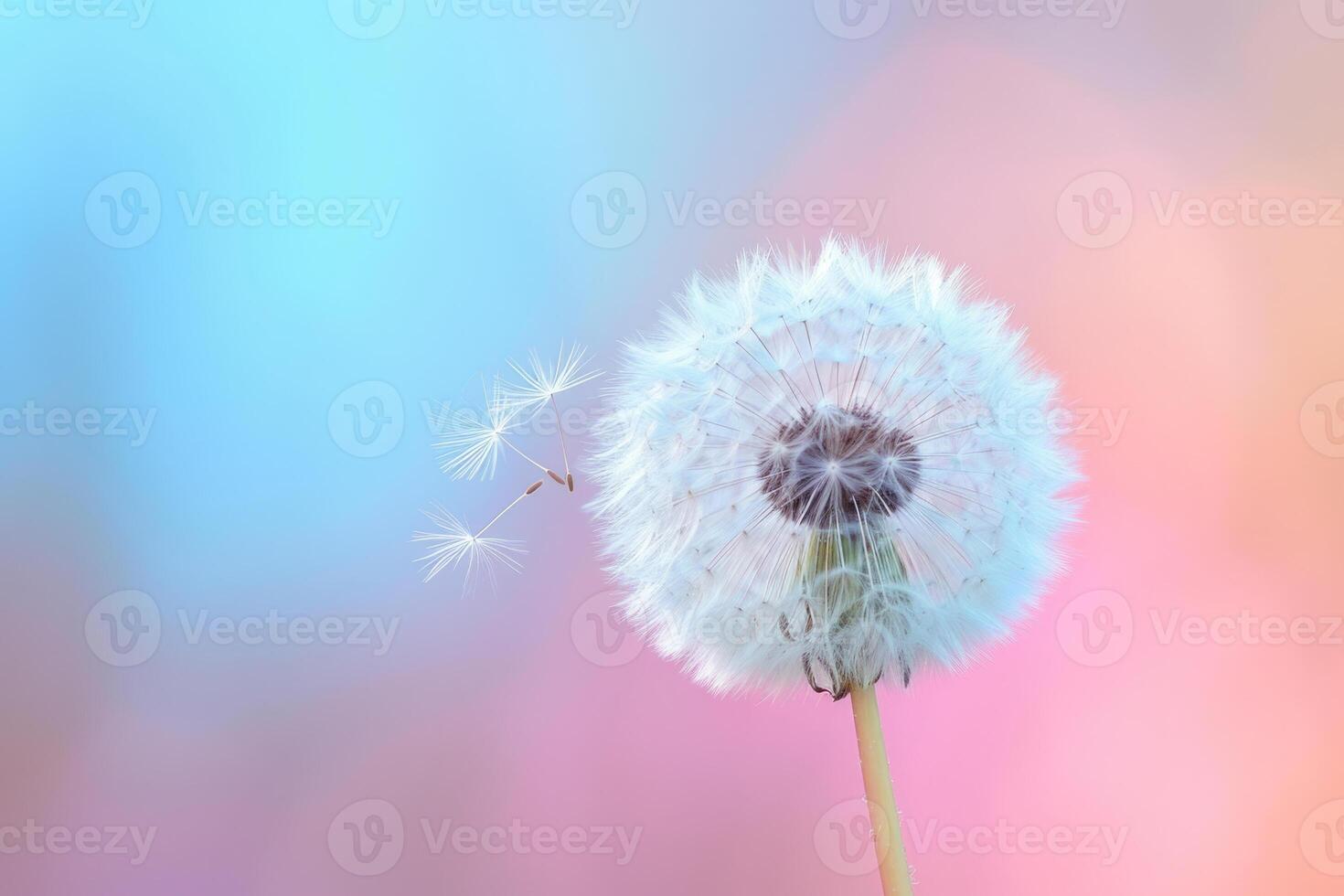 ai généré pissenlit sur doux pastel Contexte. fermer de pissenlit dans Matin lumière du soleil. génératif ai photo