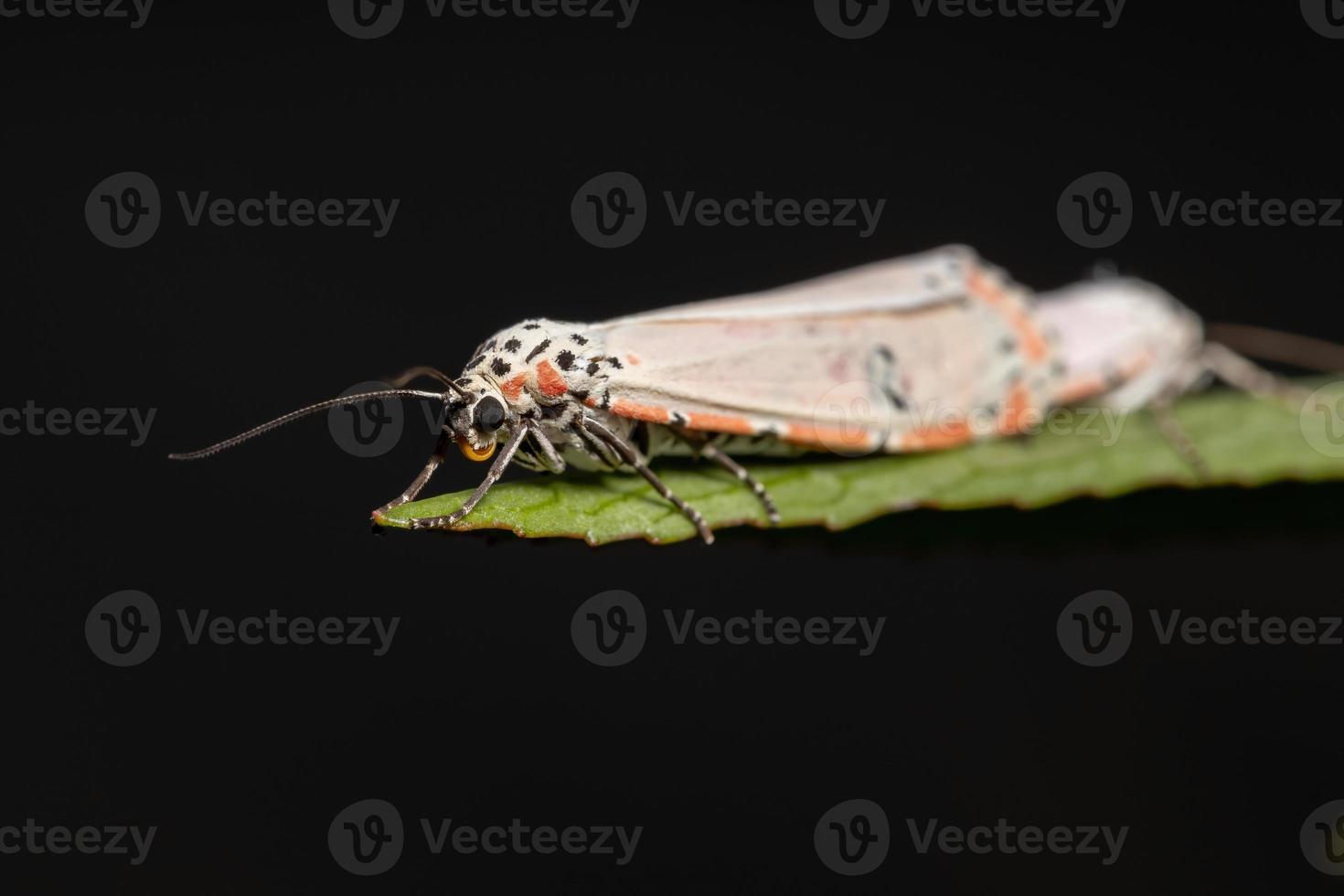 papillon bella ornementé adulte photo