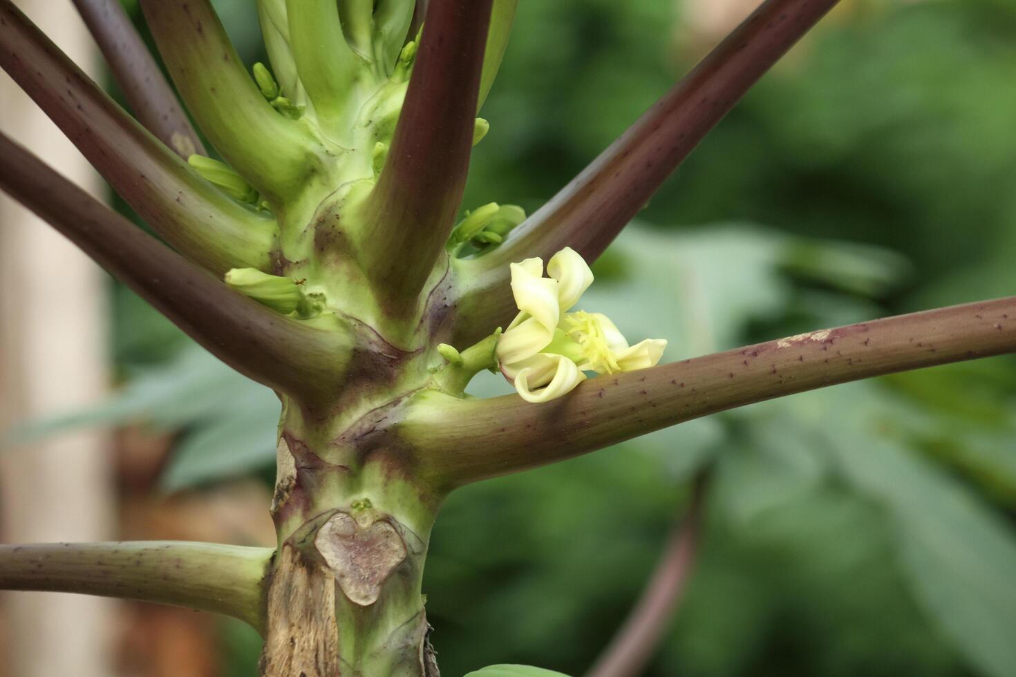 fermer photo de Papaye fruit plante fleurs