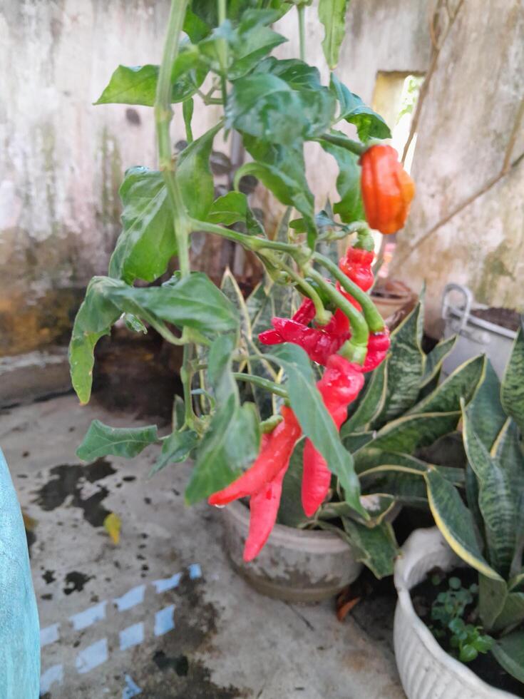 photo de le Chili les plantes. parfait pour fond d'écran, arrière-plan, bannière, la toile, La publicité