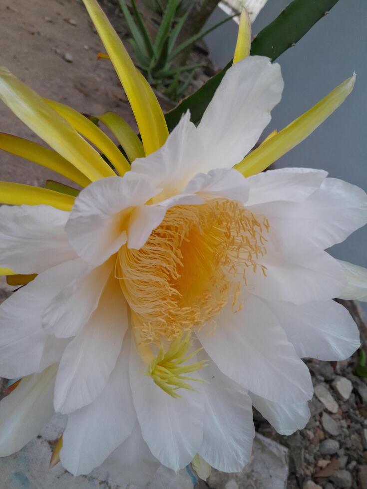 le dragon fruit épanouissement fleur est pris pendant le journée. cette photo est parfait pour calendriers, les magazines, affiches, bannières.