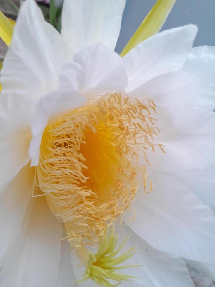 le dragon fruit épanouissement fleur est pris pendant le journée. cette photo est parfait pour calendriers, les magazines, affiches, bannières.