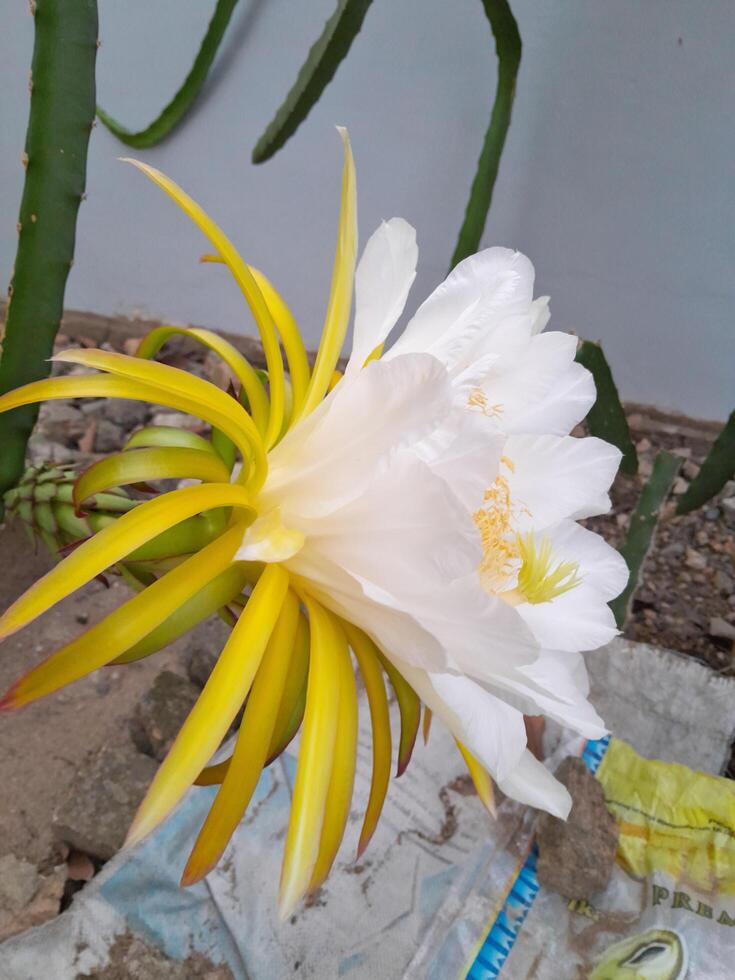 le dragon fruit épanouissement fleur est pris pendant le journée. cette photo est parfait pour calendriers, les magazines, affiches, bannières.