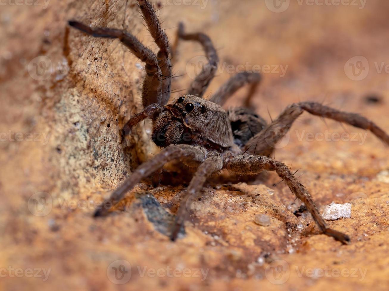 araignée-loup brésilienne photo