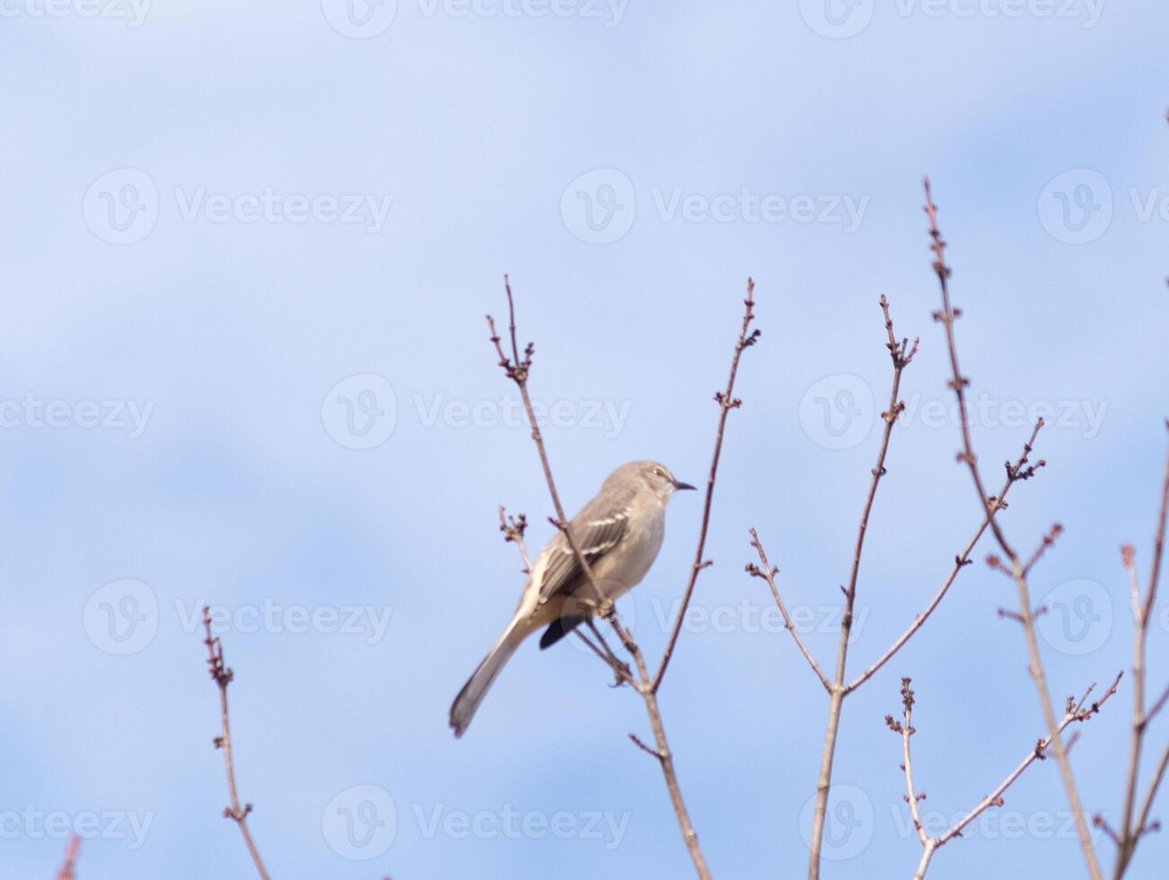 cette magnifique nord oiseau moqueur a été séance ici perché à le Haut de le arbre. le peu gris corps mélange dans à le alentours. cette aviaire semble vraiment confortable ici. photo