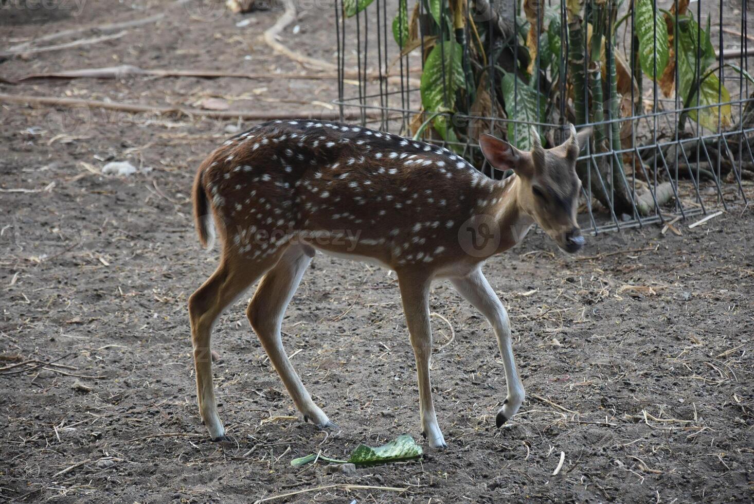 Jeune Pointé cerf, chital cerf, Pointé cerf et axe cerf dans captivité. photo